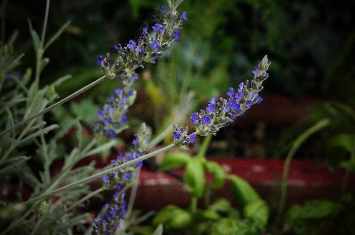 Ristorante con piante