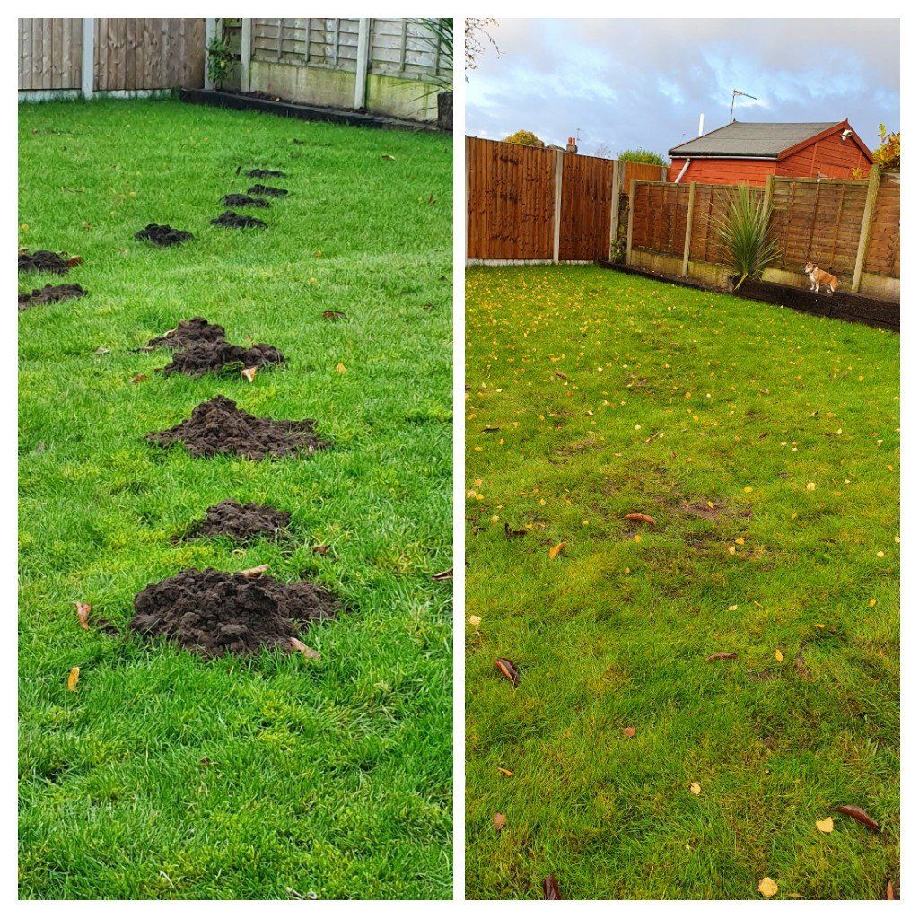 mole control