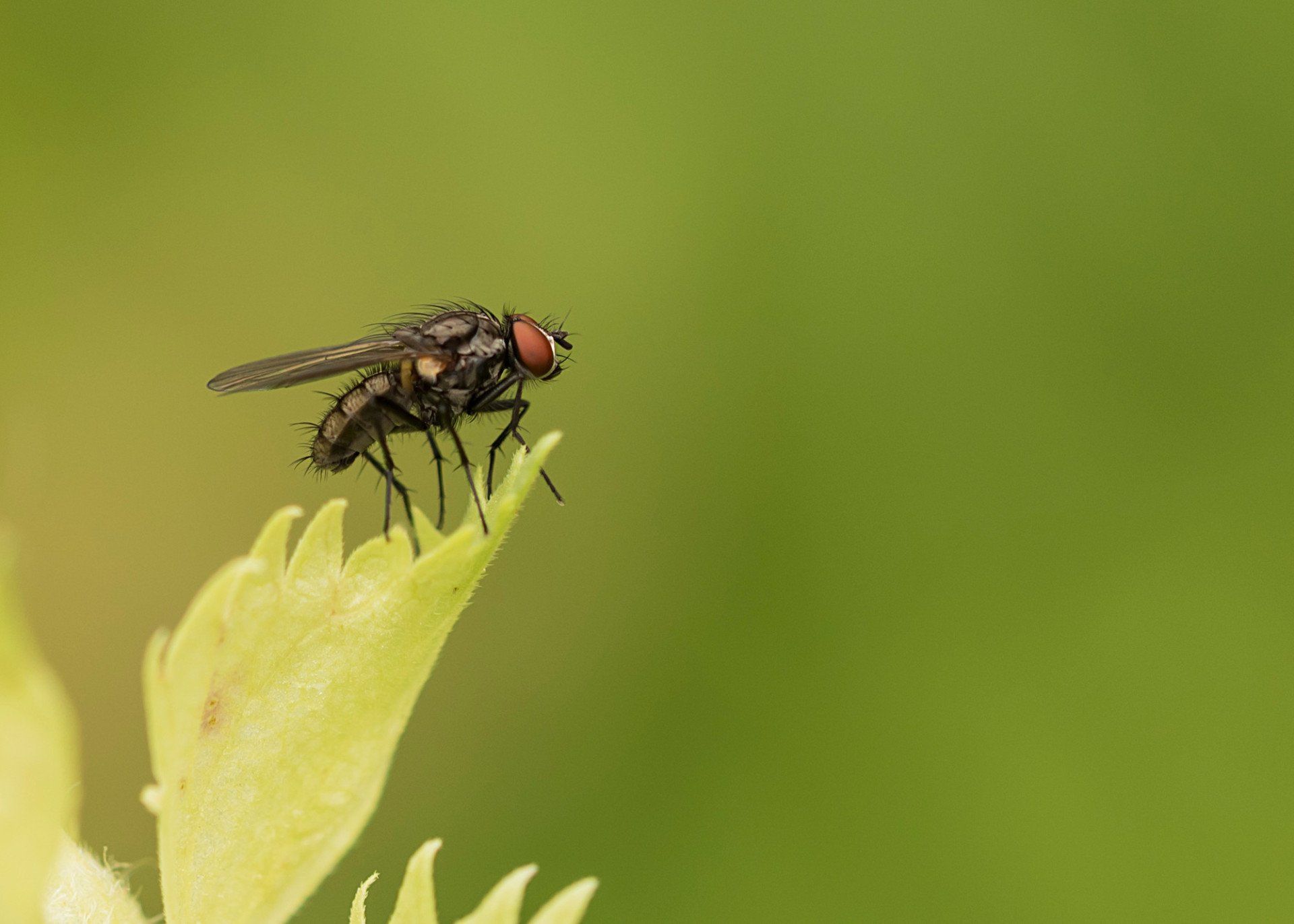fly