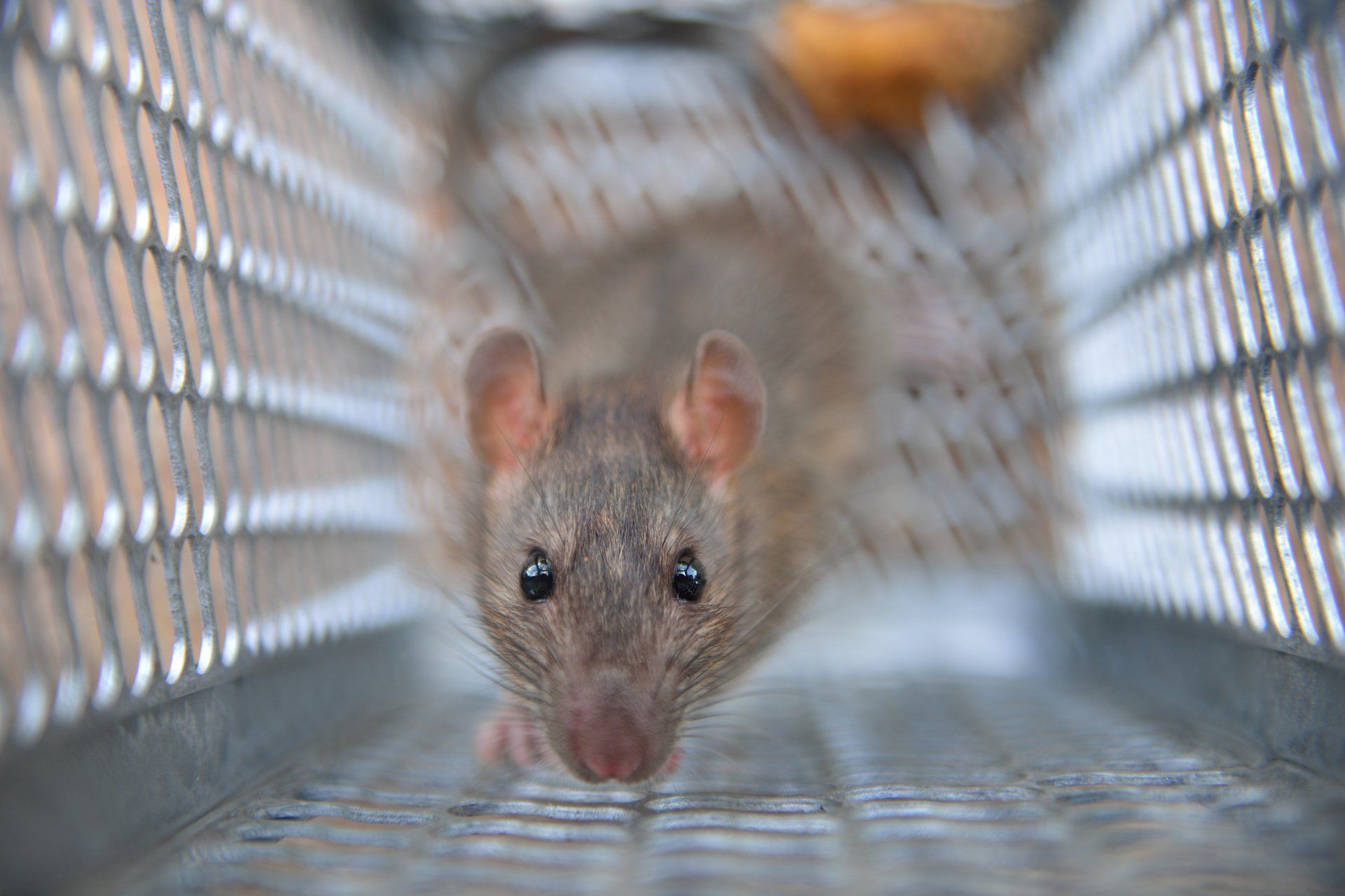 rodent