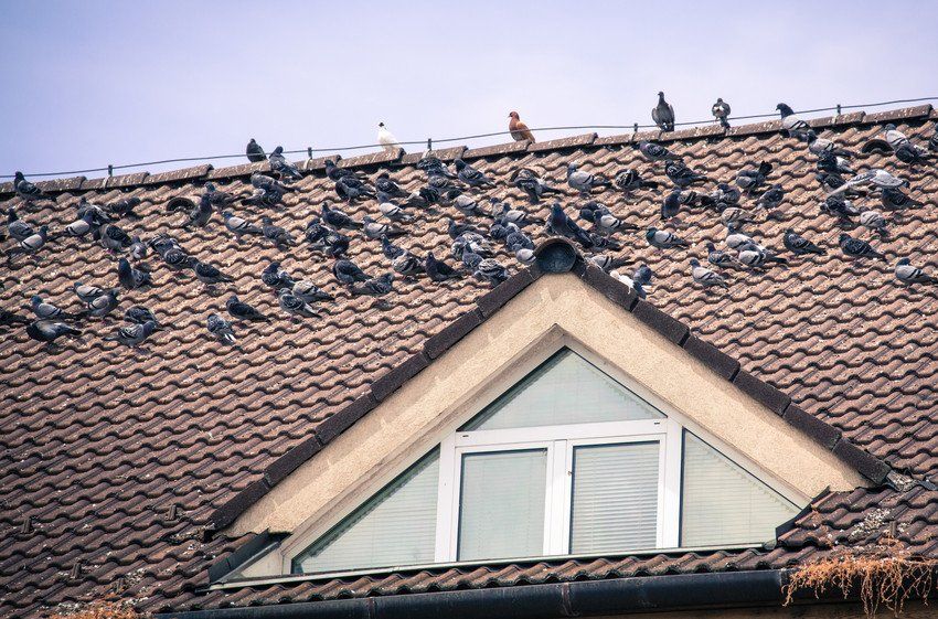 bird control