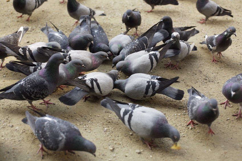 pigeon control