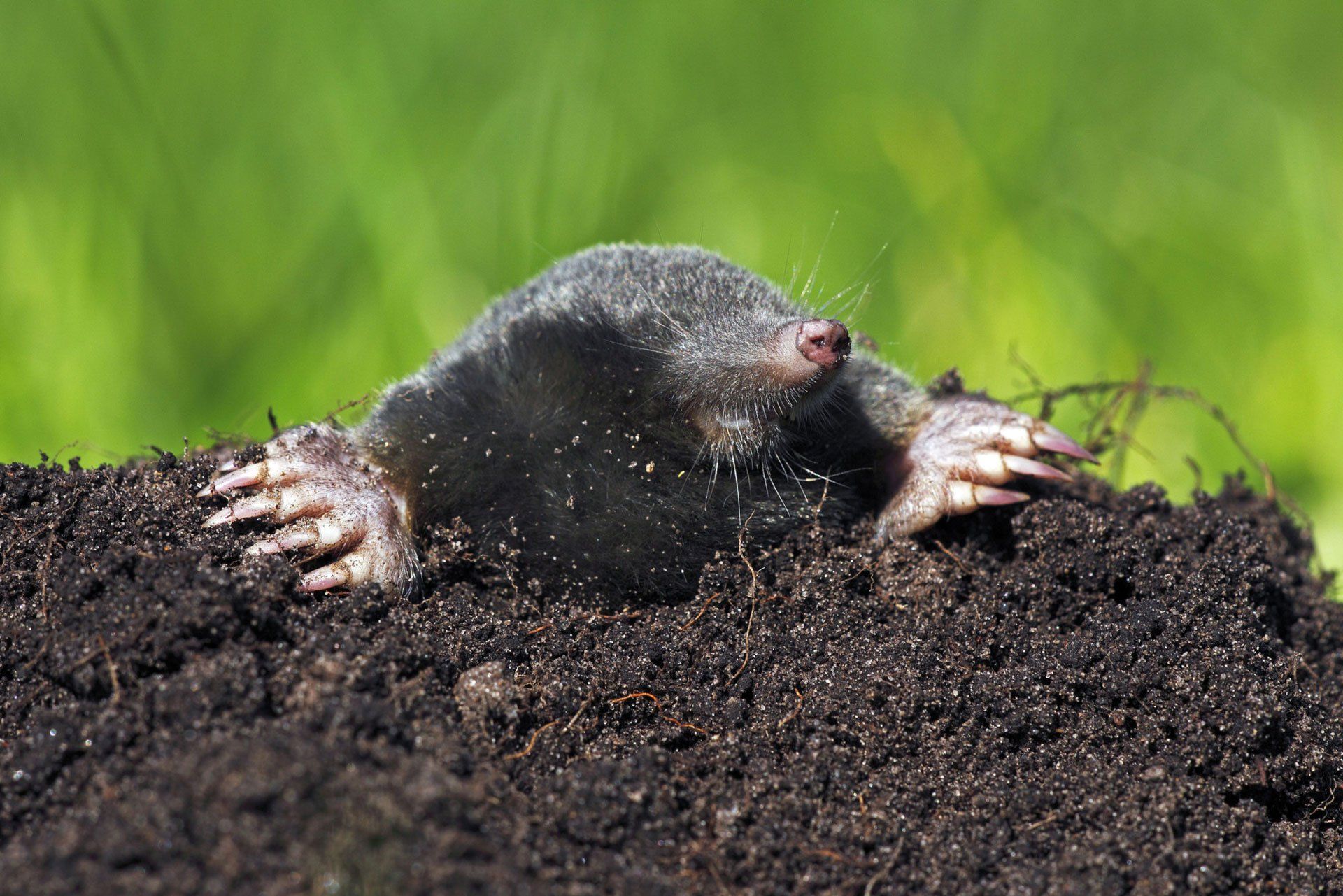 Pest control specialists in Staffordshire
