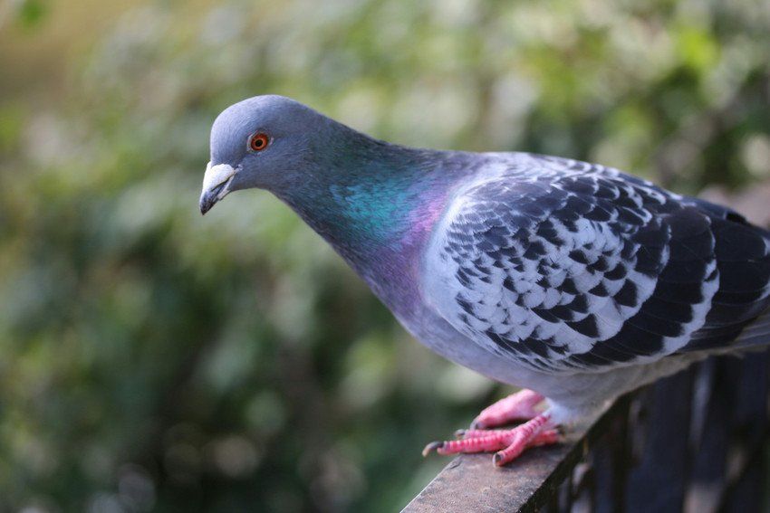 Birds