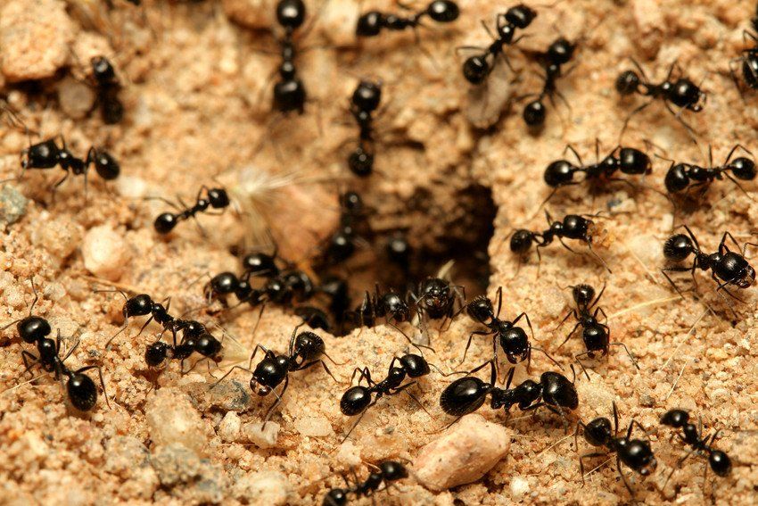 Insect Control