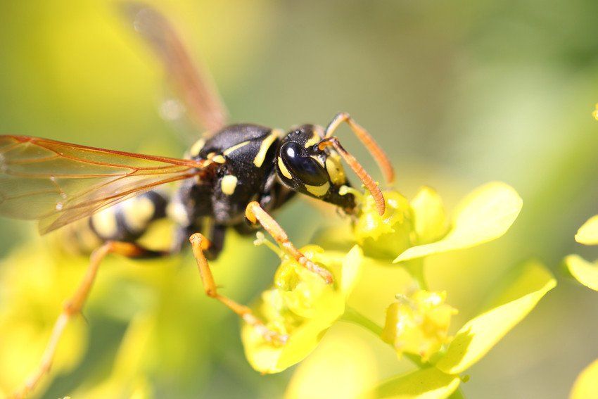 Wasp's