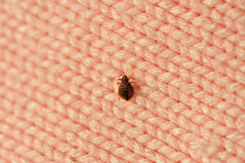 bugs