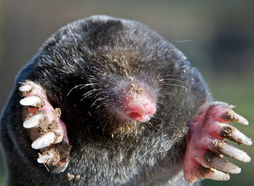 Mole Control
