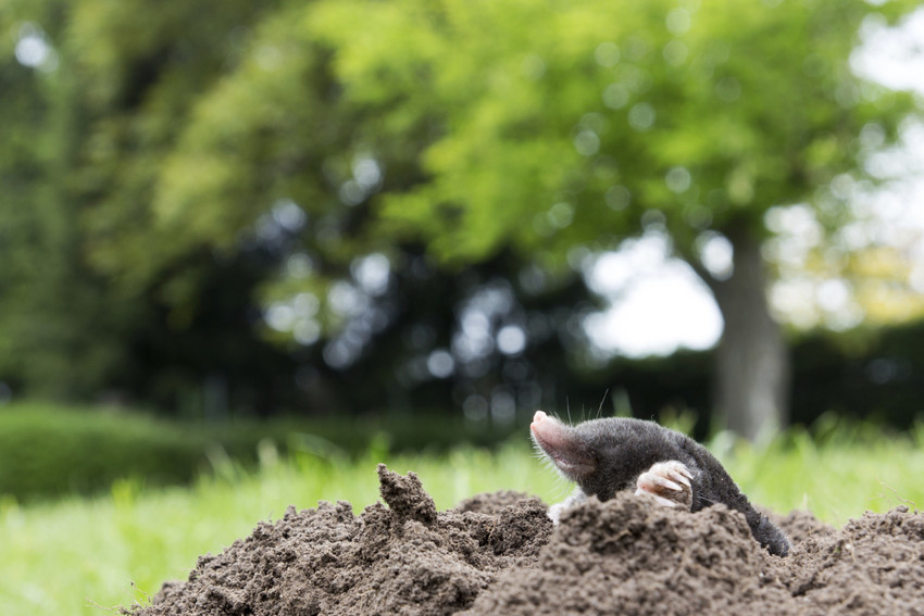 moles