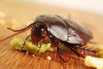 flies