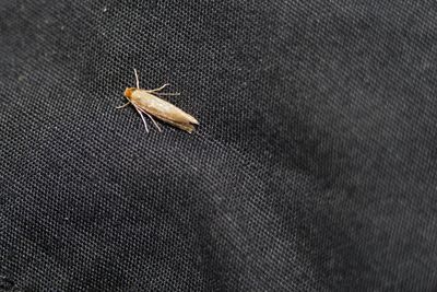 pest control