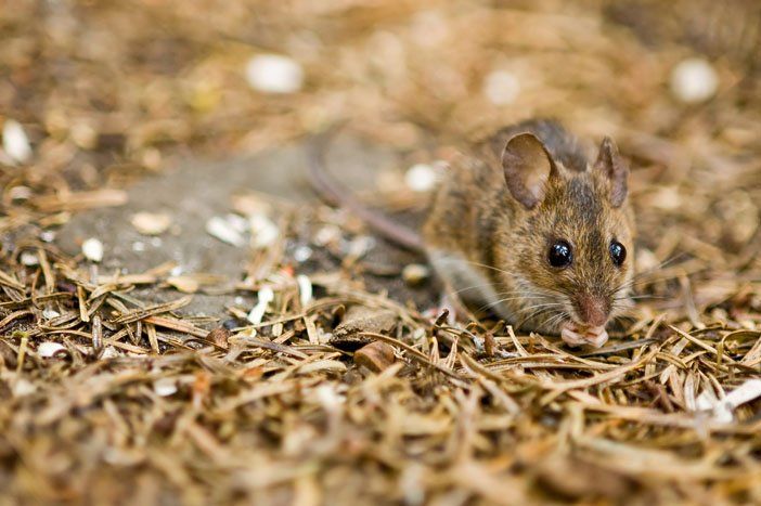 mice