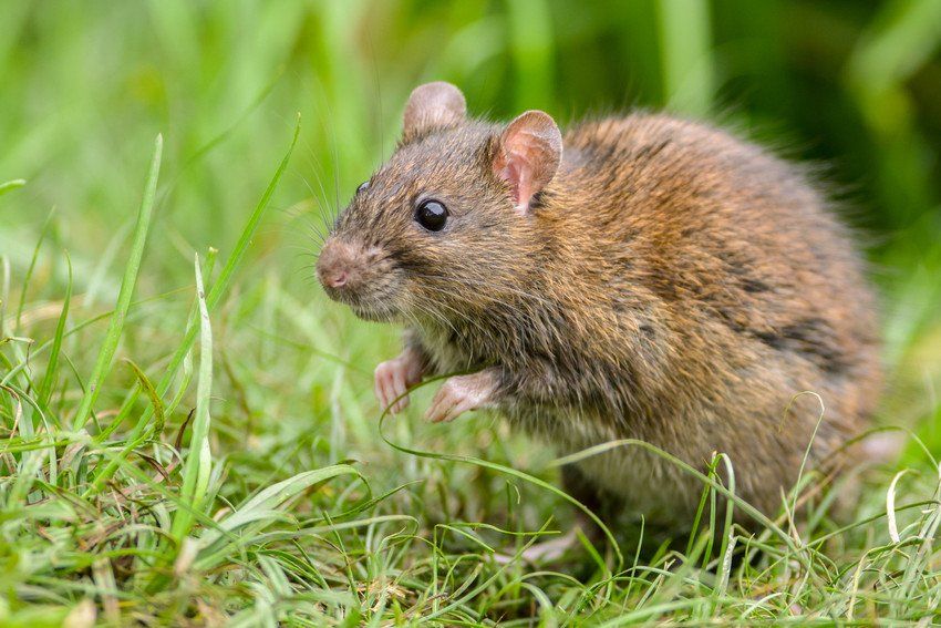 rat