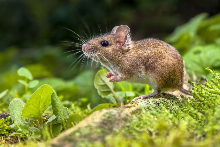 Rodents