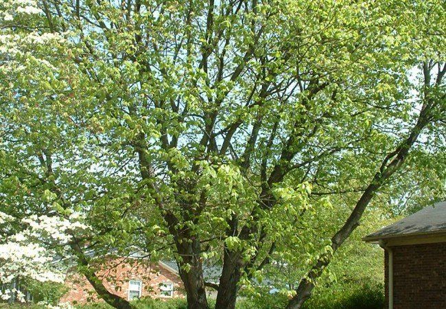 Tree font-top view - Tree Removal in Greenville, SC