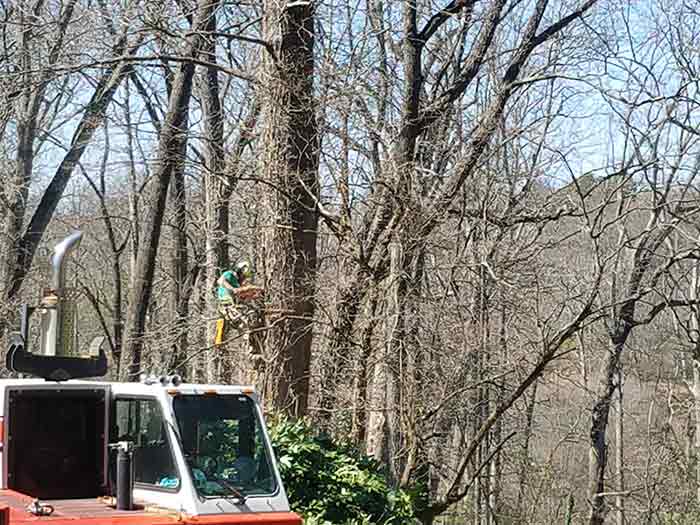 Tree Services 1, Robertson's Tree Service, Greenville, SC