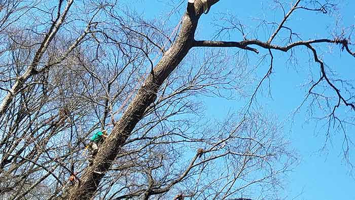 Tree Services 2, Robertson's Tree Service, Greenville, SC
