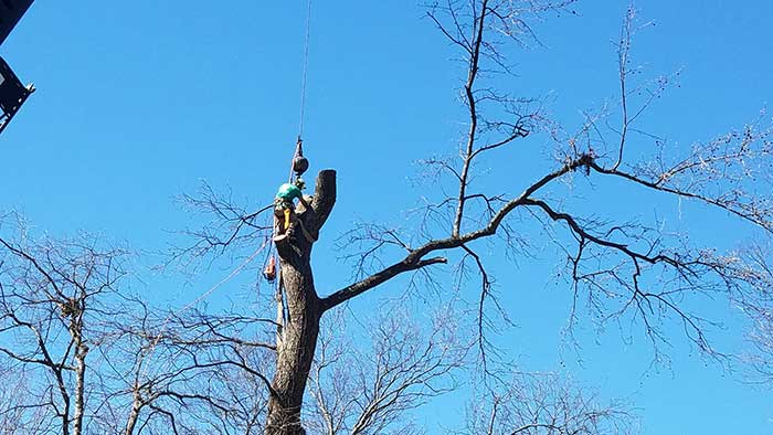 Tree Services 3 , Robertson's Tree Service, Greenville, SC