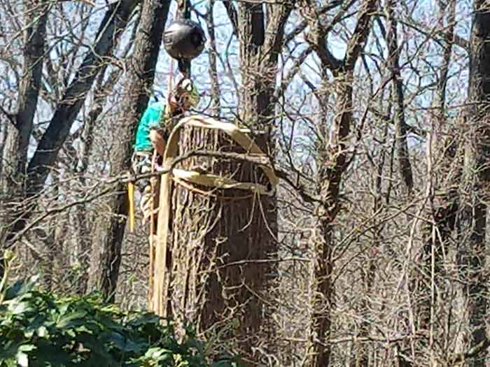 Tree Services 4, Robertson's Tree Service, Greenville, SC