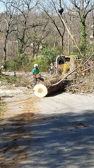 Tree Services 5, Robertson's Tree Service, Greenville, SC