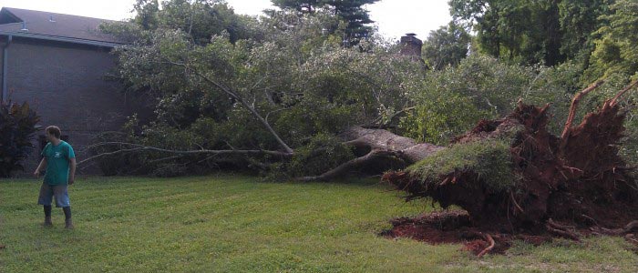 Man cutting tree 3 - Tree Removal in Greenville, SC