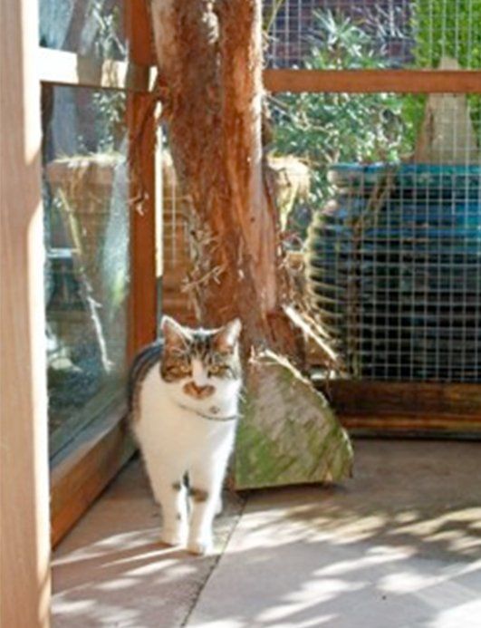 Kosseted Cat