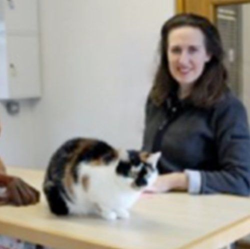 Kosseted Cat