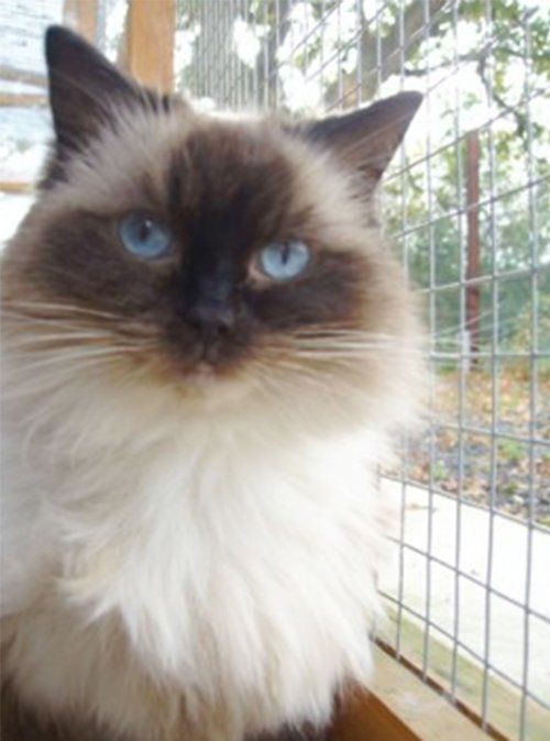 Kosseted Cat