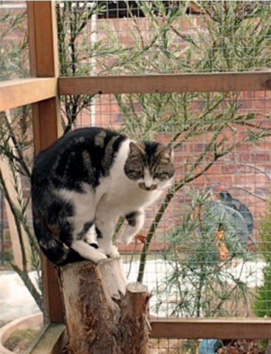 Kosseted Cat
