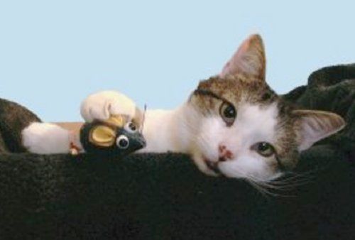 Kosseted Cat Cage