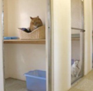 Kosseted Cat Cage
