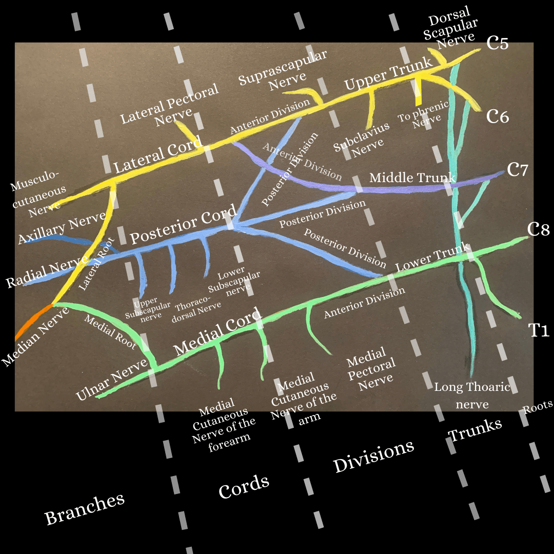 Figure 2. the brachial plexus; an anatomical illustration