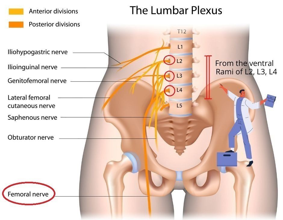 lumbar plexus
