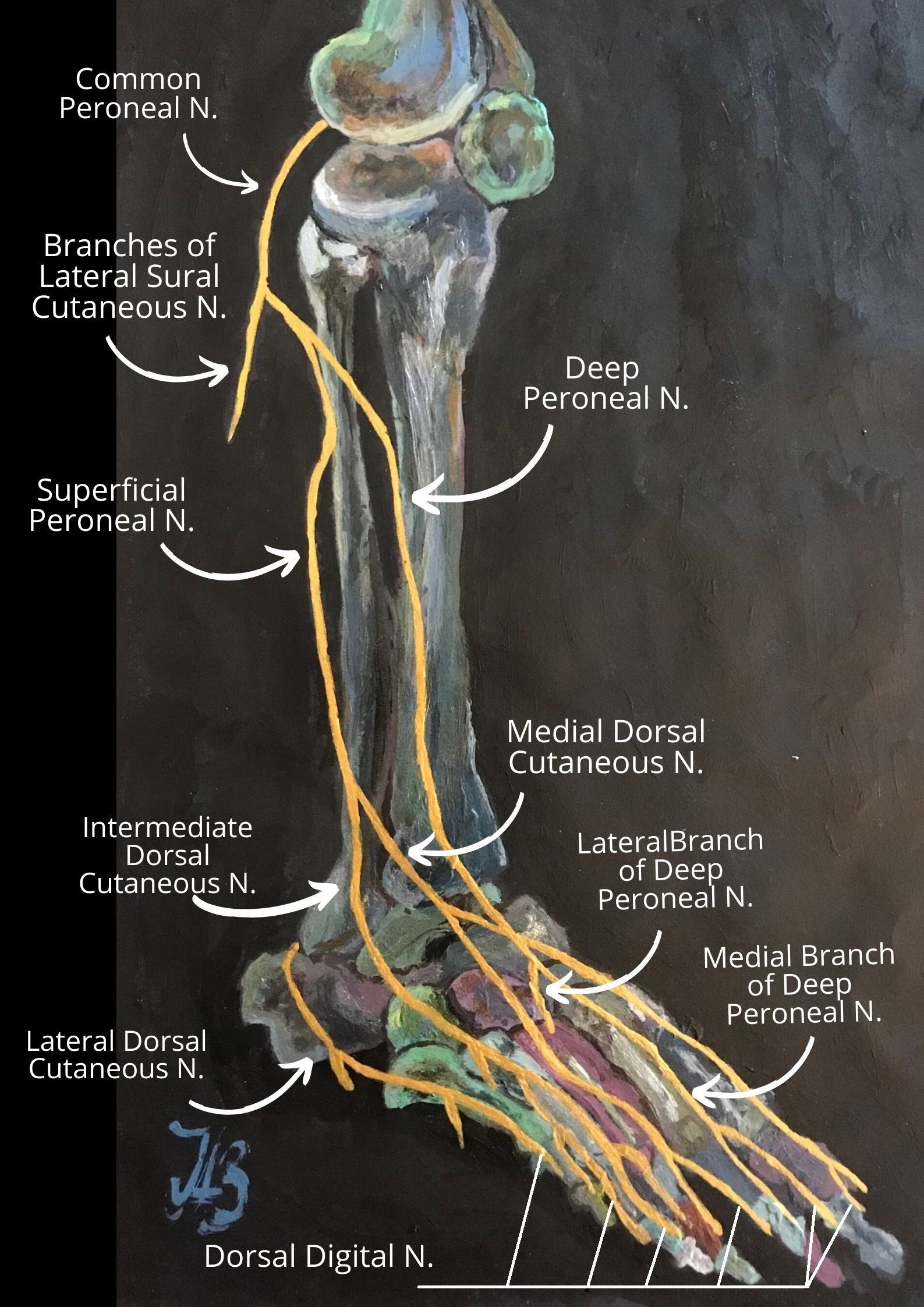 sciatic nerve