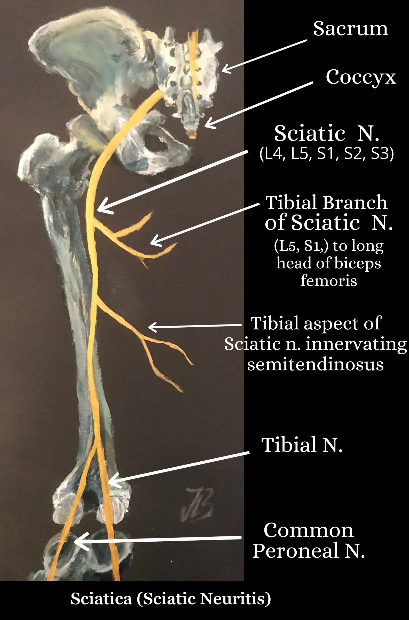 sciatic nerve