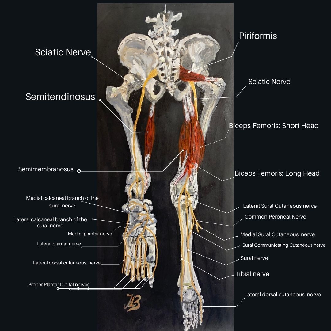 hamstrings, piriformis and sciatic nerve