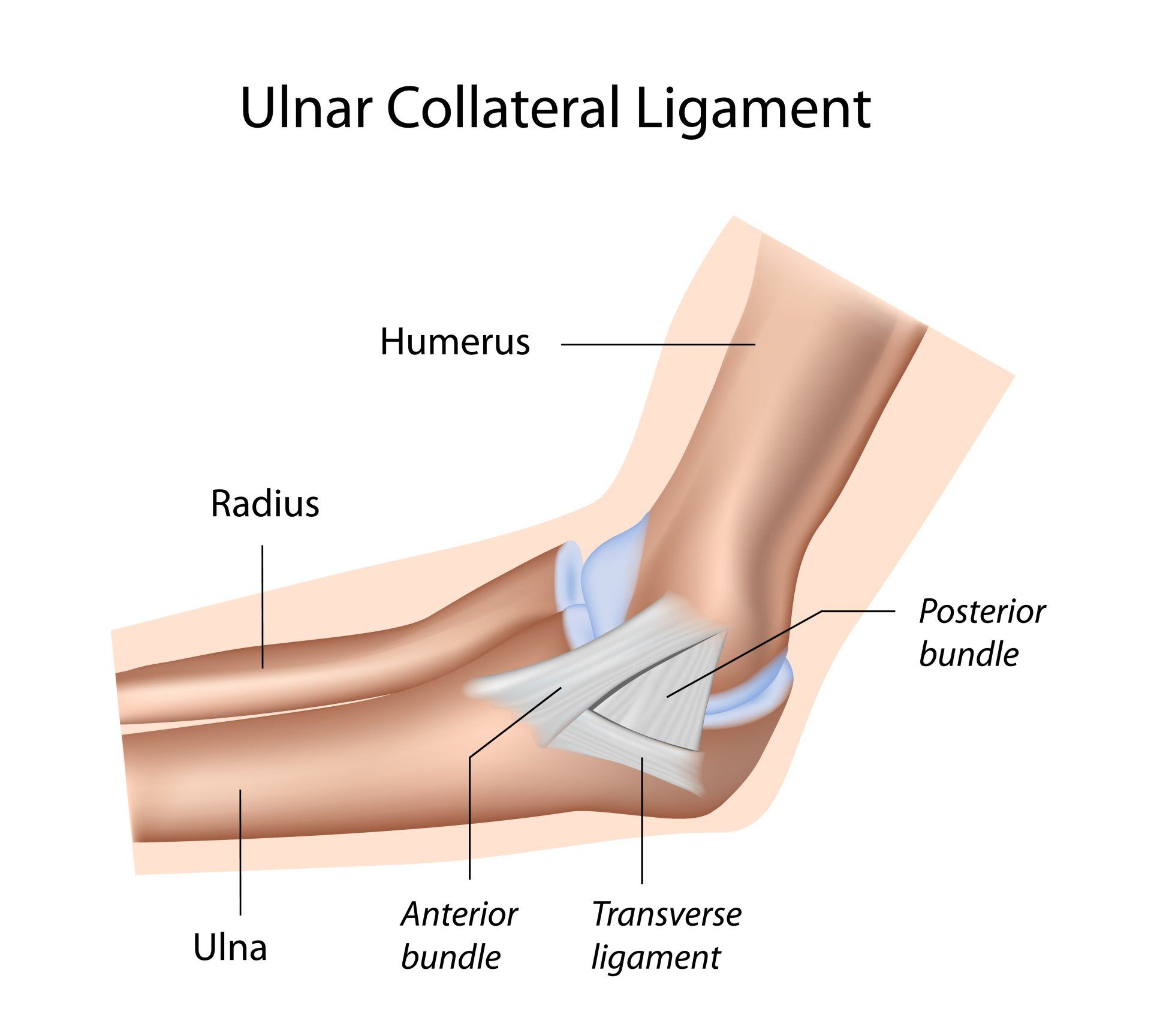 elbow anatomy