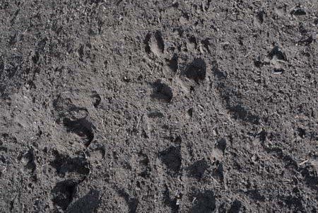 Organic Compost — Clinton Township, MI — B & W Landscape & Patio Supply
