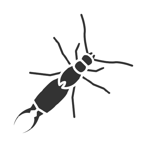 Earwig insect, dark silhouette, with prominent pincers at rear.