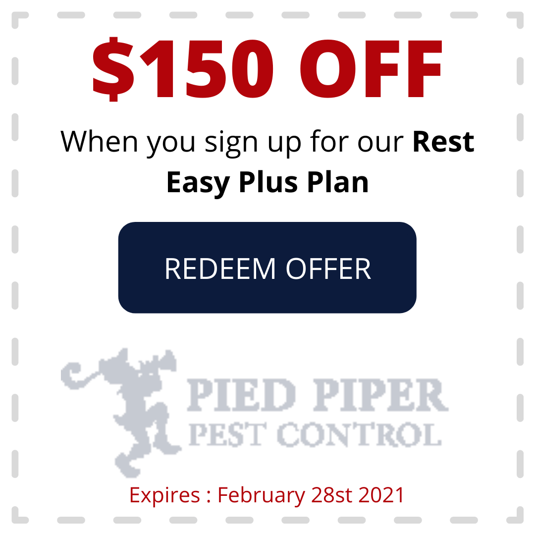 Coupon for $150 off the Rest Easy Plus Plan from Pied Piper Pest Control. Offer expires February 28, 2021.