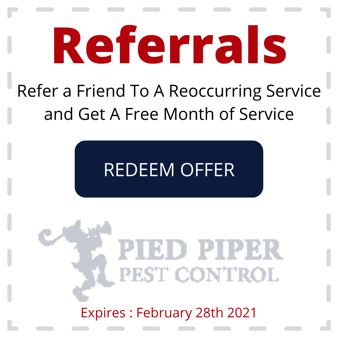 Referral offer from Pied Piper Pest Control: refer a friend for a free month. Dark blue 