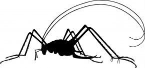 Silhouette of a cricket with long antennae and legs.