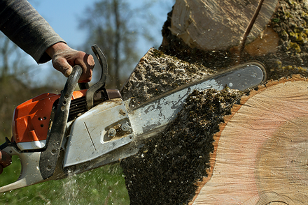 Man Cuts a Fallen Tree — Clermont, FL — Arbor Tech Tree Service