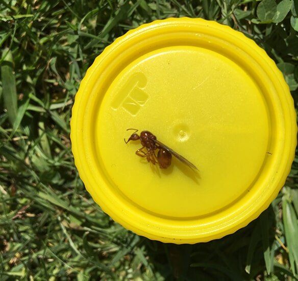Winged Ant — Terminator Ant & Pest Control in Nambucca Heads, NSW Winged Ant — Terminator Ant & Pest Control in Nambucca Heads, NSW