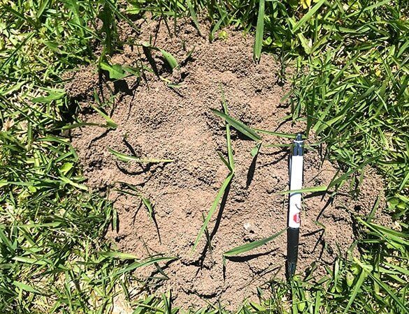 Funnel Ants — Terminator Ant & Pest Control in Nambucca Heads, NSW