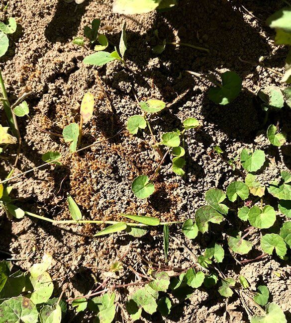 Funnel Ants — Terminator Ant & Pest Control in Nambucca Heads, NSW Funnel Ants — Terminator Ant & Pest Control in Nambucca Heads, NSW