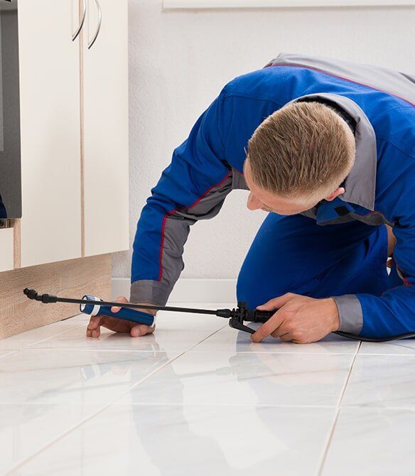 Pest Control Spraying in Kitchen — Terminator Ant & Pest Control in Nambucca Heads, NSW