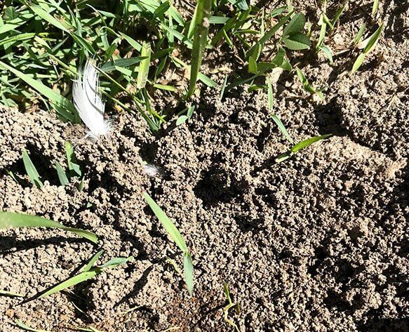 Ant Habitat — Terminator Ant & Pest Control in Nambucca Heads, NSW Funnel Ants — Ant Habitat — Terminator Ant & Pest Control in Nambucca Heads, NSWAnt & Pest Control in Nambucca Heads, NSW