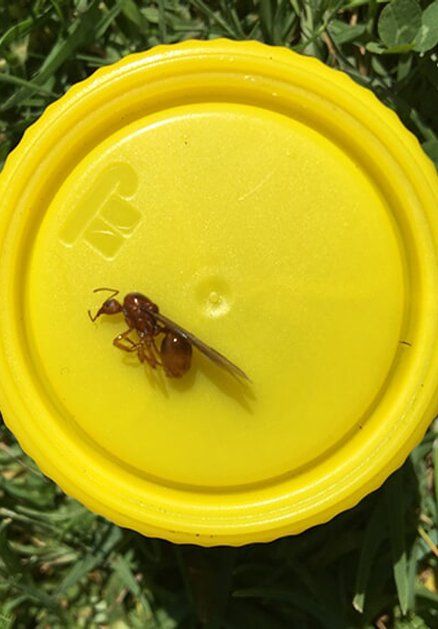 Winged Ant — Terminator Ant & Pest Control in Nambucca Heads, NSW Winged Ant — Terminator Ant & Pest Control in Nambucca Heads, NSW