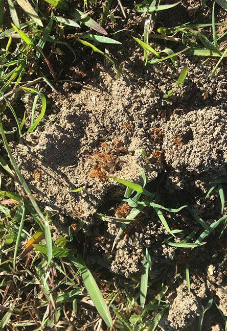 Funnel Ants — Terminator Ant & Pest Control in Nambucca Heads, NSW